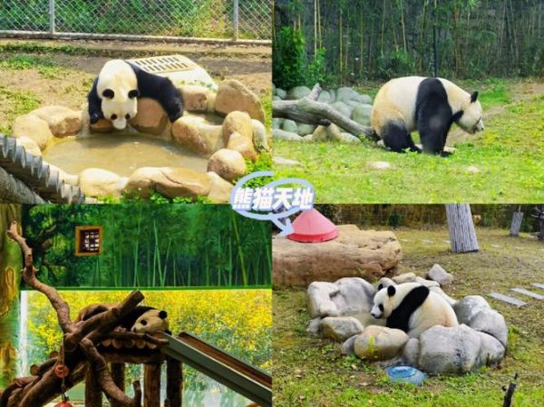 南京熊猫(饲养规范知多少)